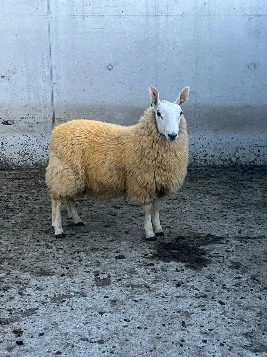 Border Leicester Ram Lamb - Image 3