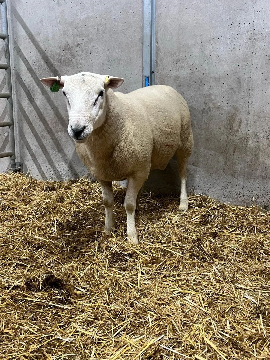 Lleyn Shearling Ram - Image 1