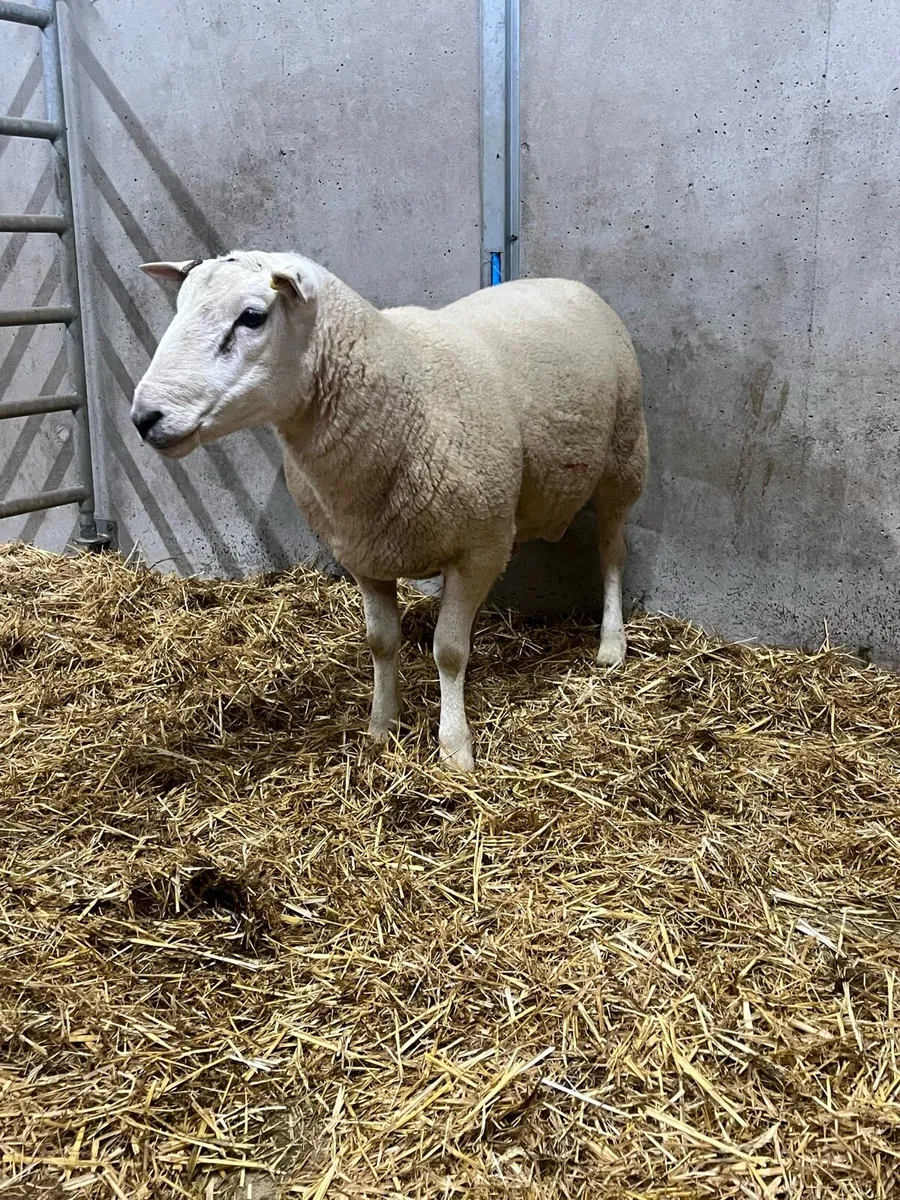 Lleyn Shearling Ram - Image 2