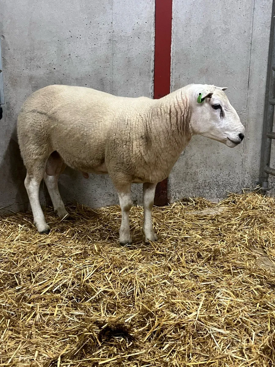 Lleyn Shearling Ram - Image 3