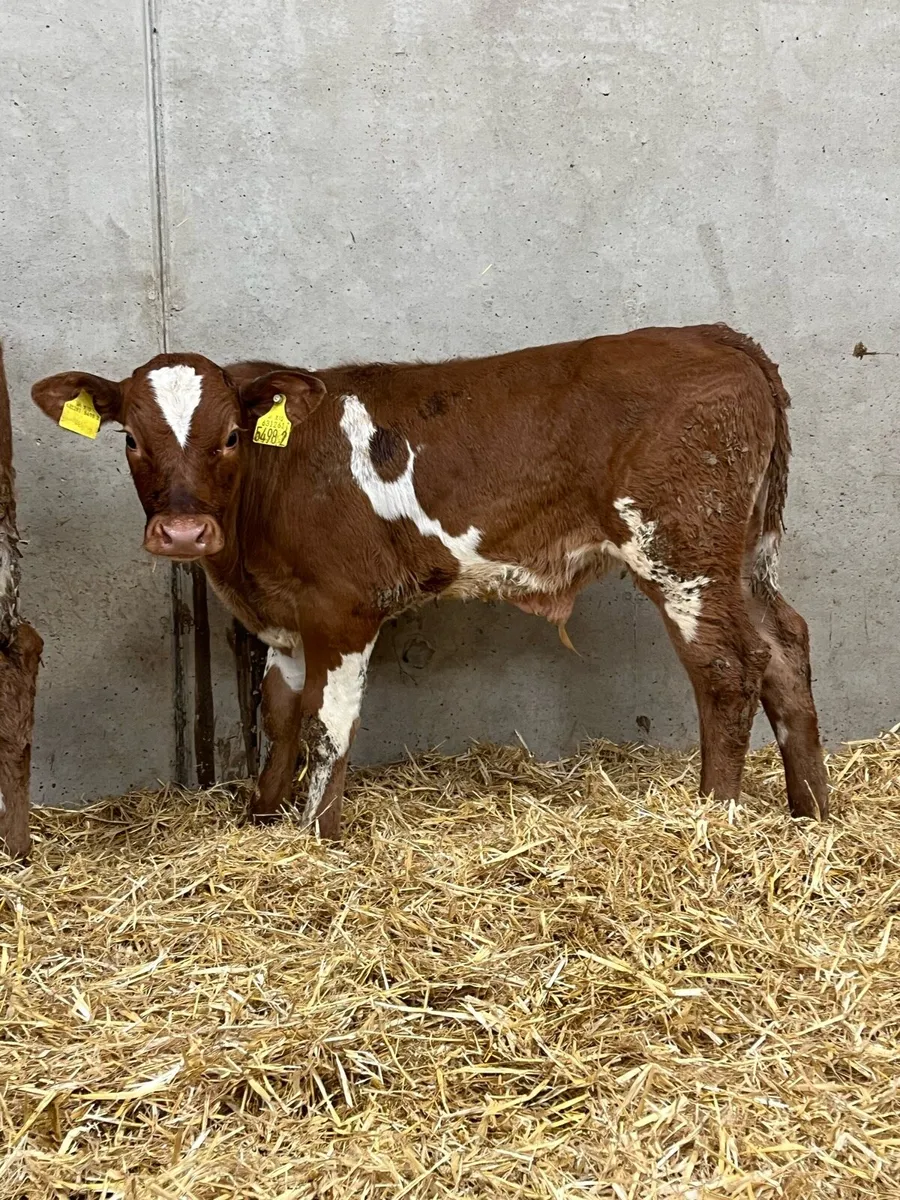 3 Reared Charolais & Simmental Bulls - Image 1
