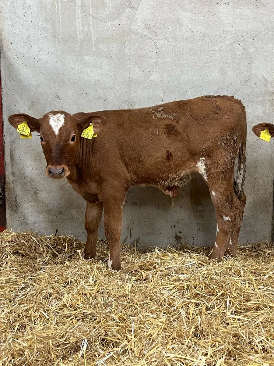 3 Reared Charolais & Simmental Bulls - Image 2