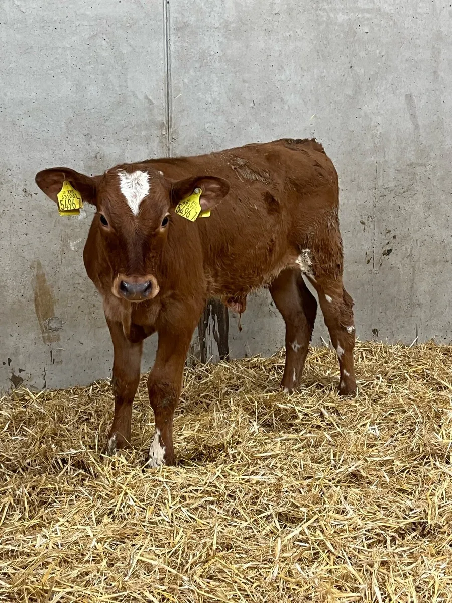 3 Reared Charolais & Simmental Bulls - Image 3