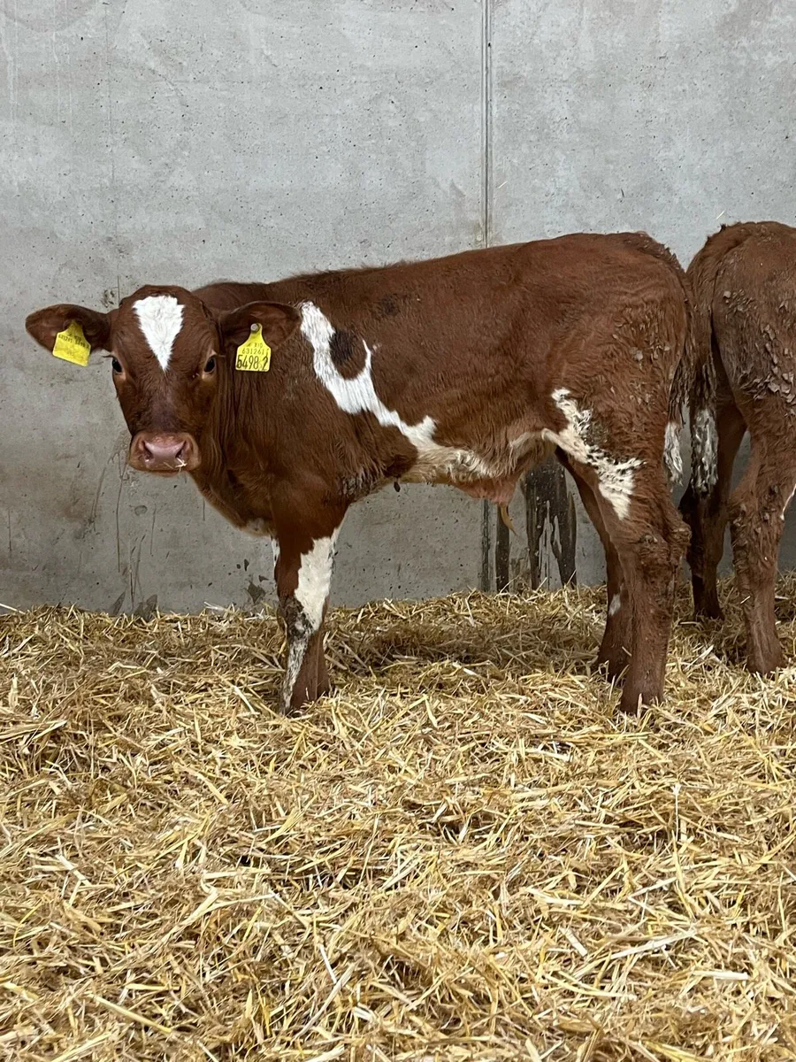 3 Reared Charolais & Simmental Bulls - Image 4