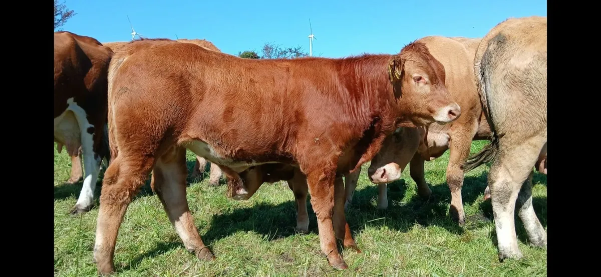 Super Lmx weanling Bulls - Image 1