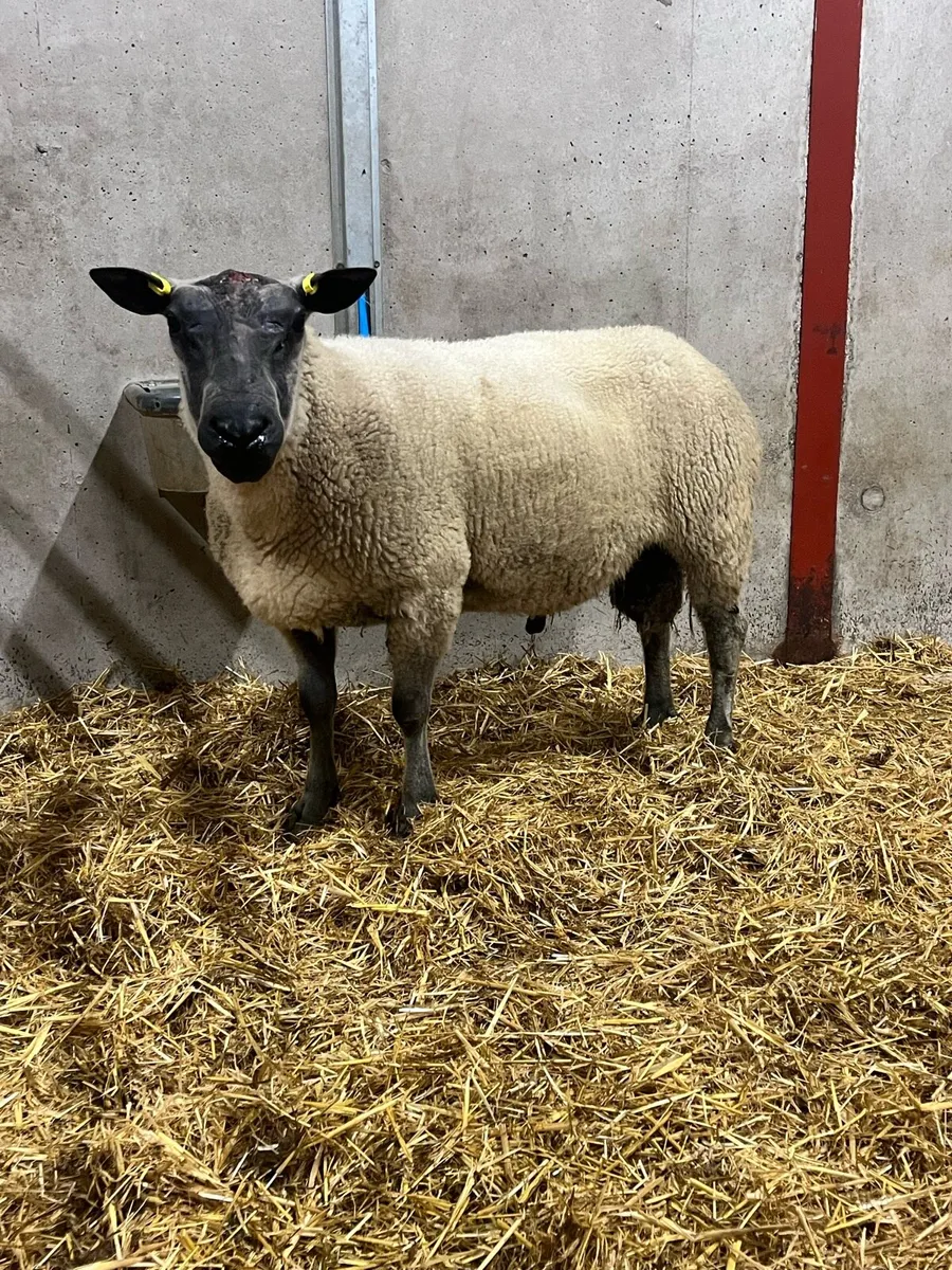 Bleu De Maine Ram - Image 1
