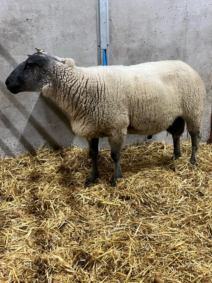 Bleu De Maine Ram - Image 2