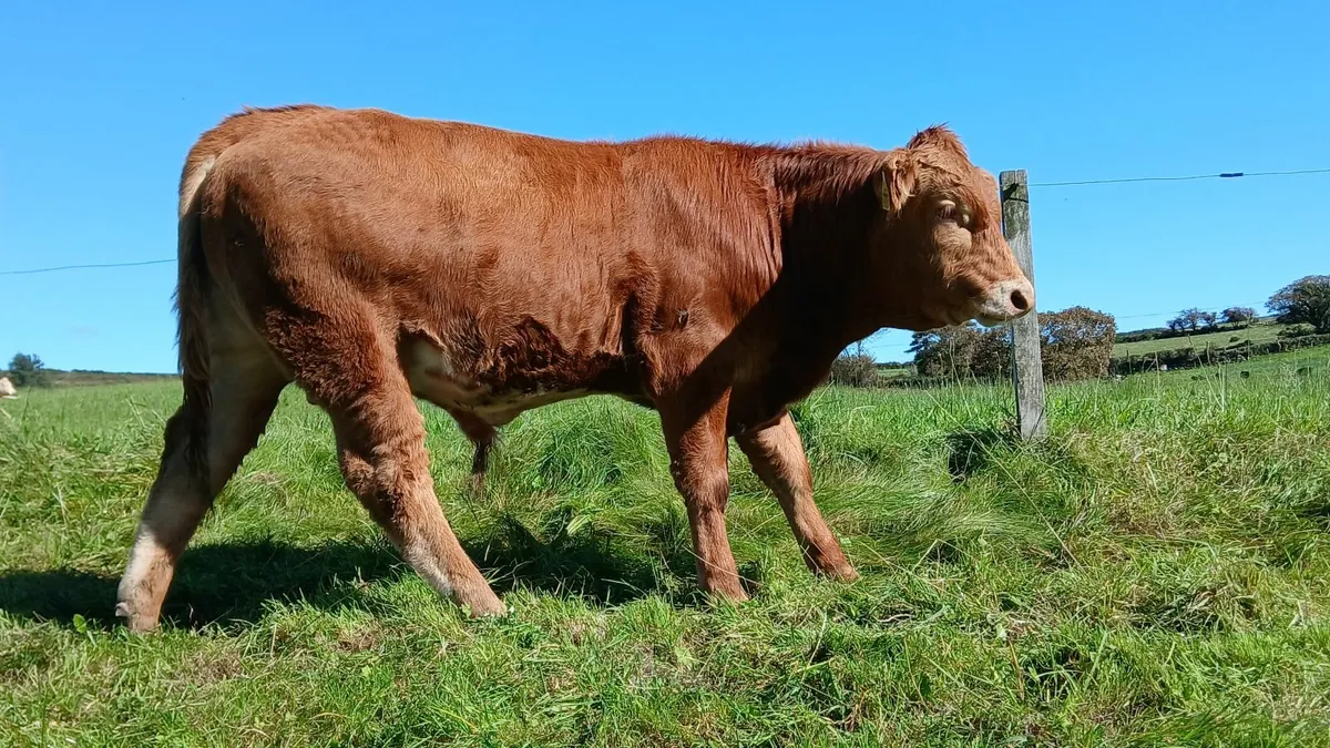 Super Lmx weanling Bulls - Image 2