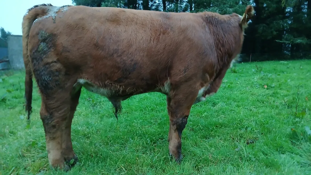 Super Lmx weanling Bulls - Image 3