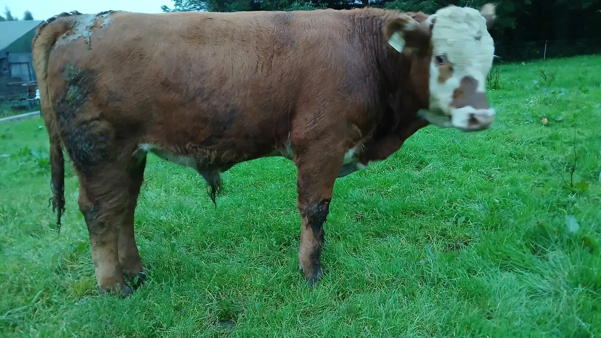 Super Lmx weanling Bulls - Image 4