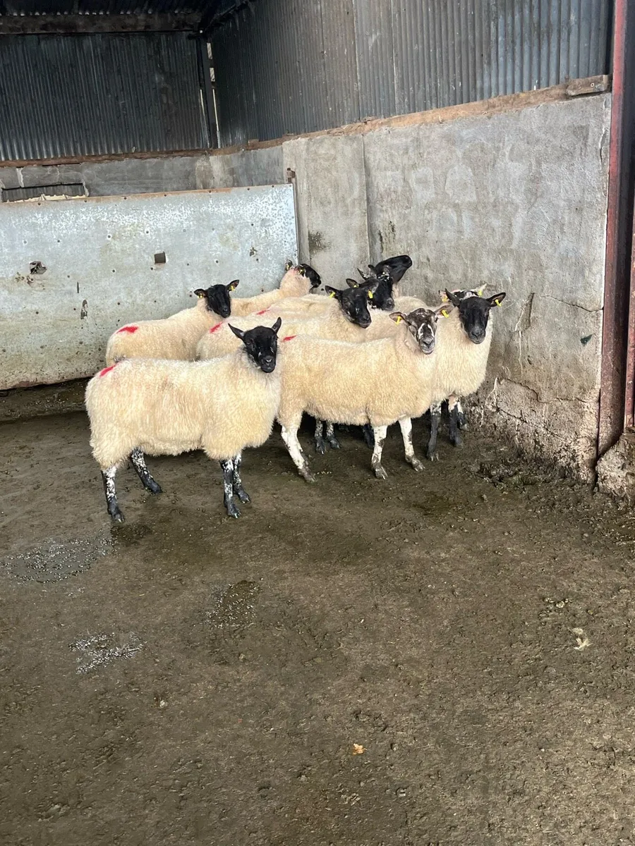 💰12 Cracking Hoggets 💰 - Image 1