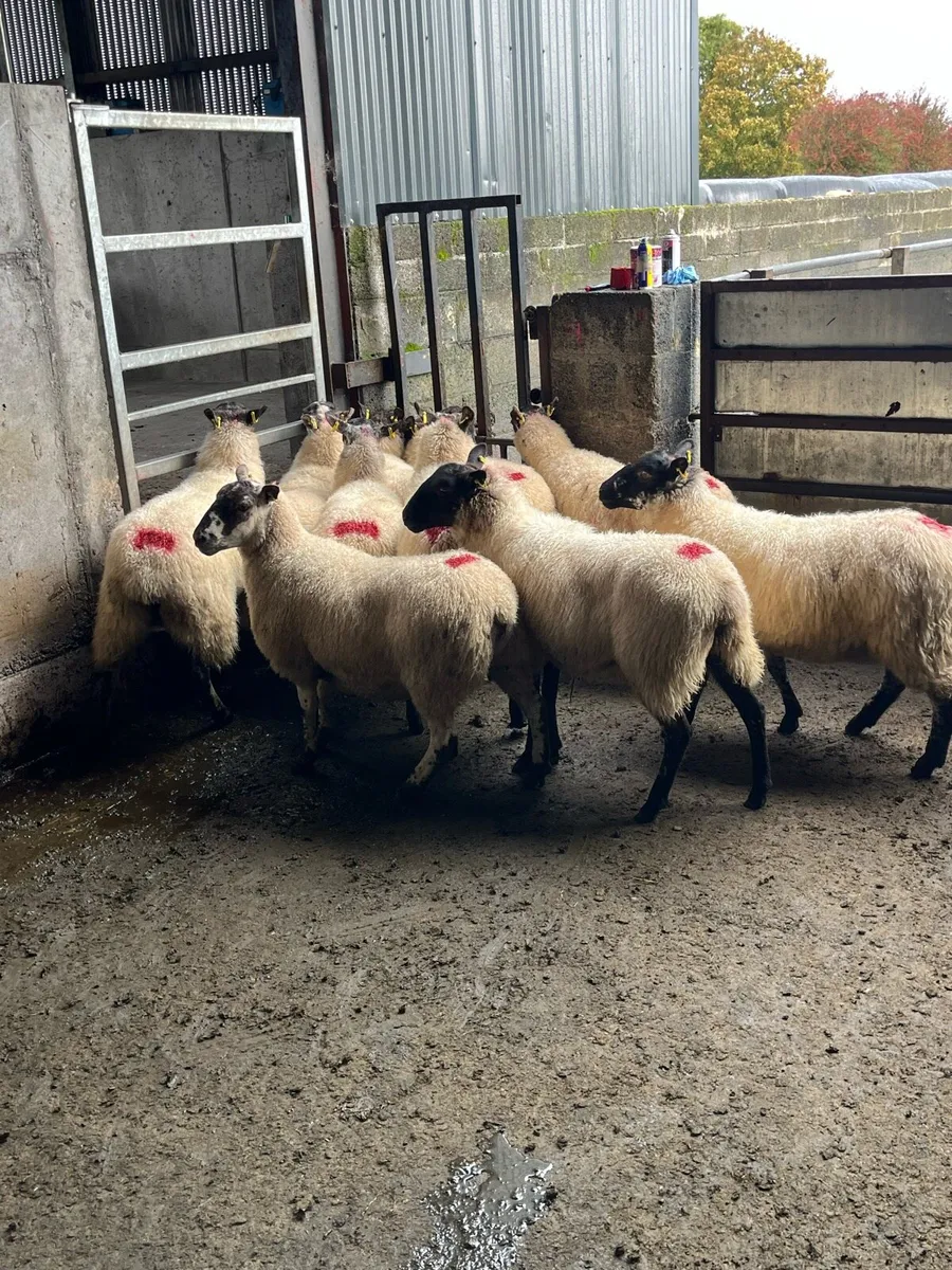 💰12 Cracking Hoggets 💰 - Image 2