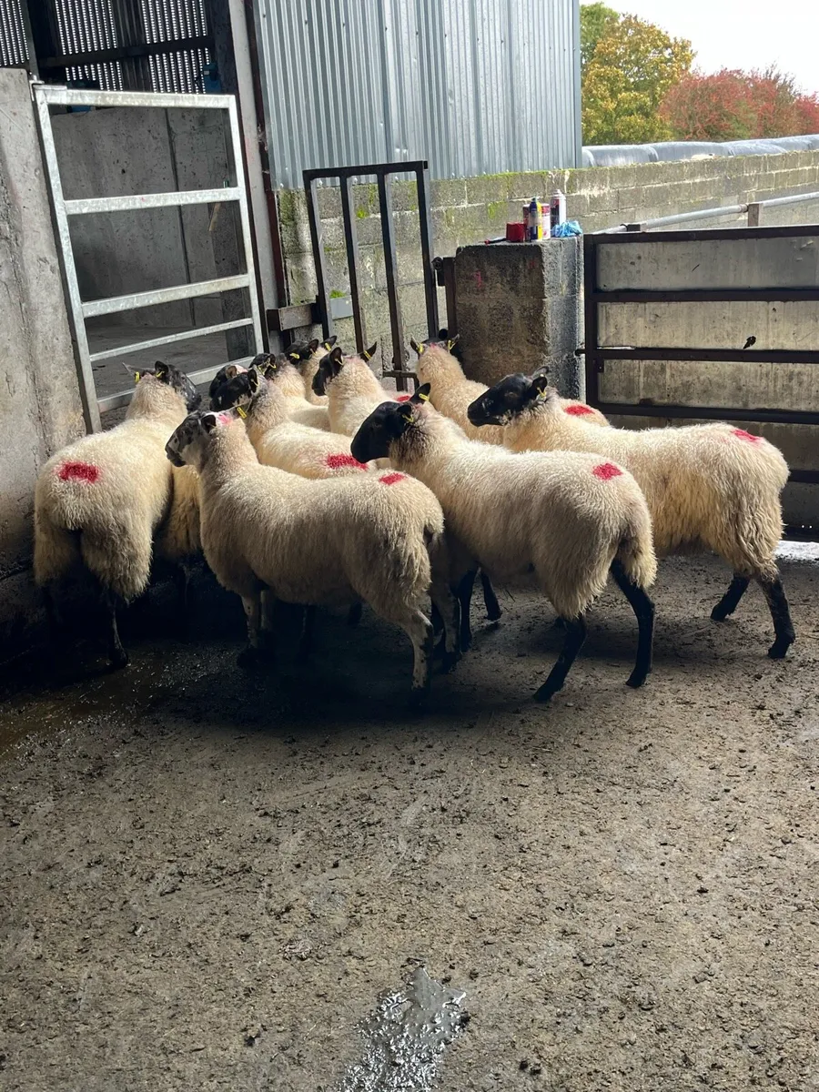 💰12 Cracking Hoggets 💰 - Image 3