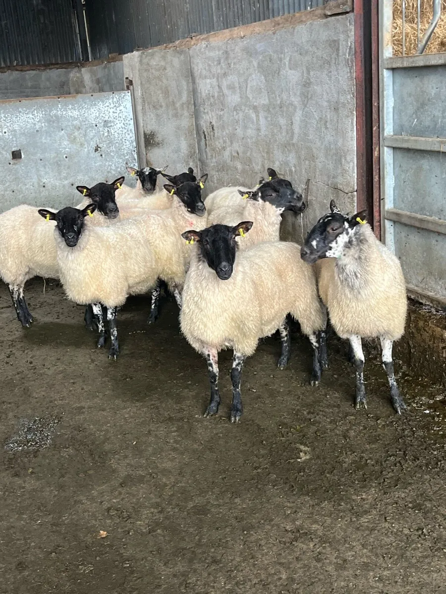 💰12 Cracking Hoggets 💰 - Image 4