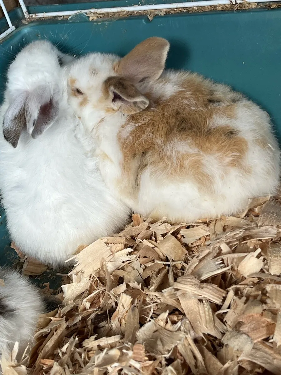 Beautiful baby bunny lop ears rabbits - Image 2
