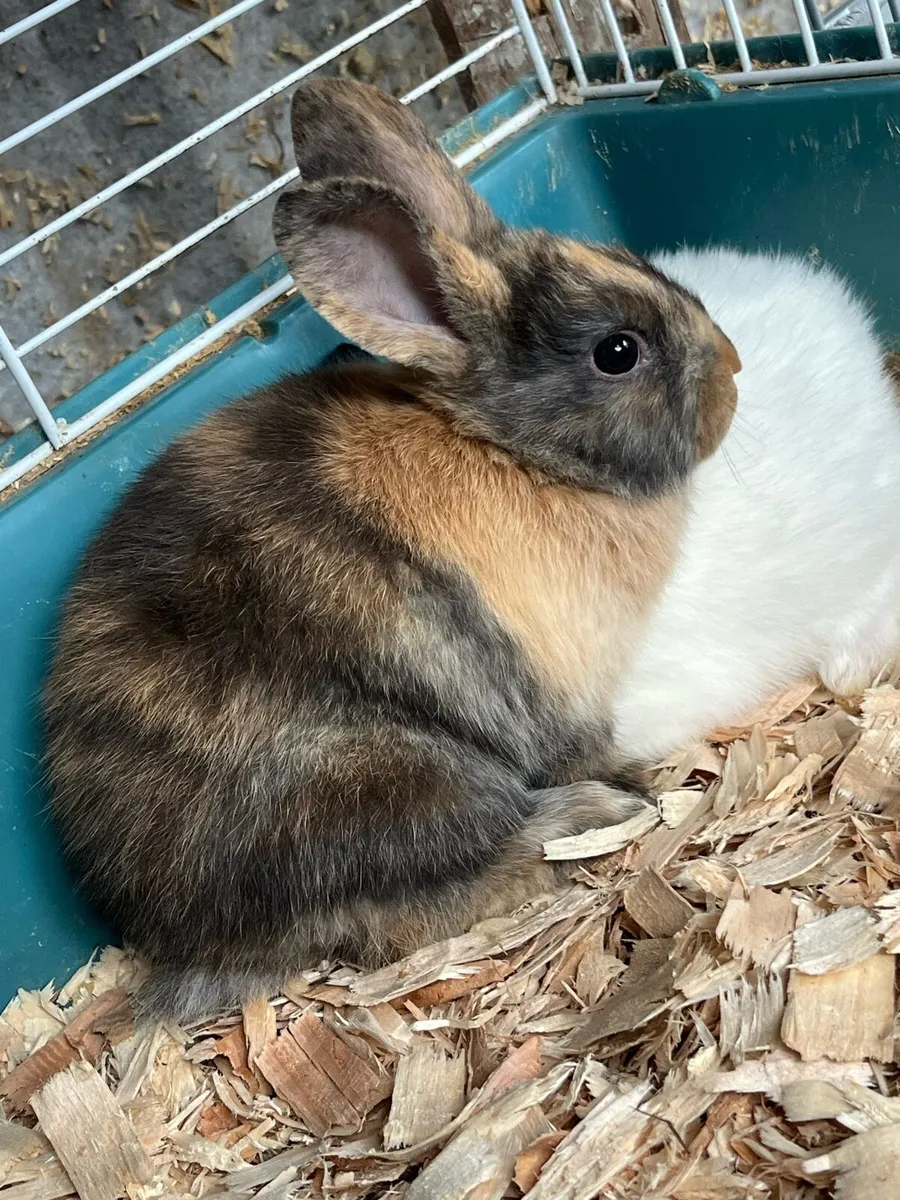 Beautiful baby bunny lop ears rabbits - Image 3