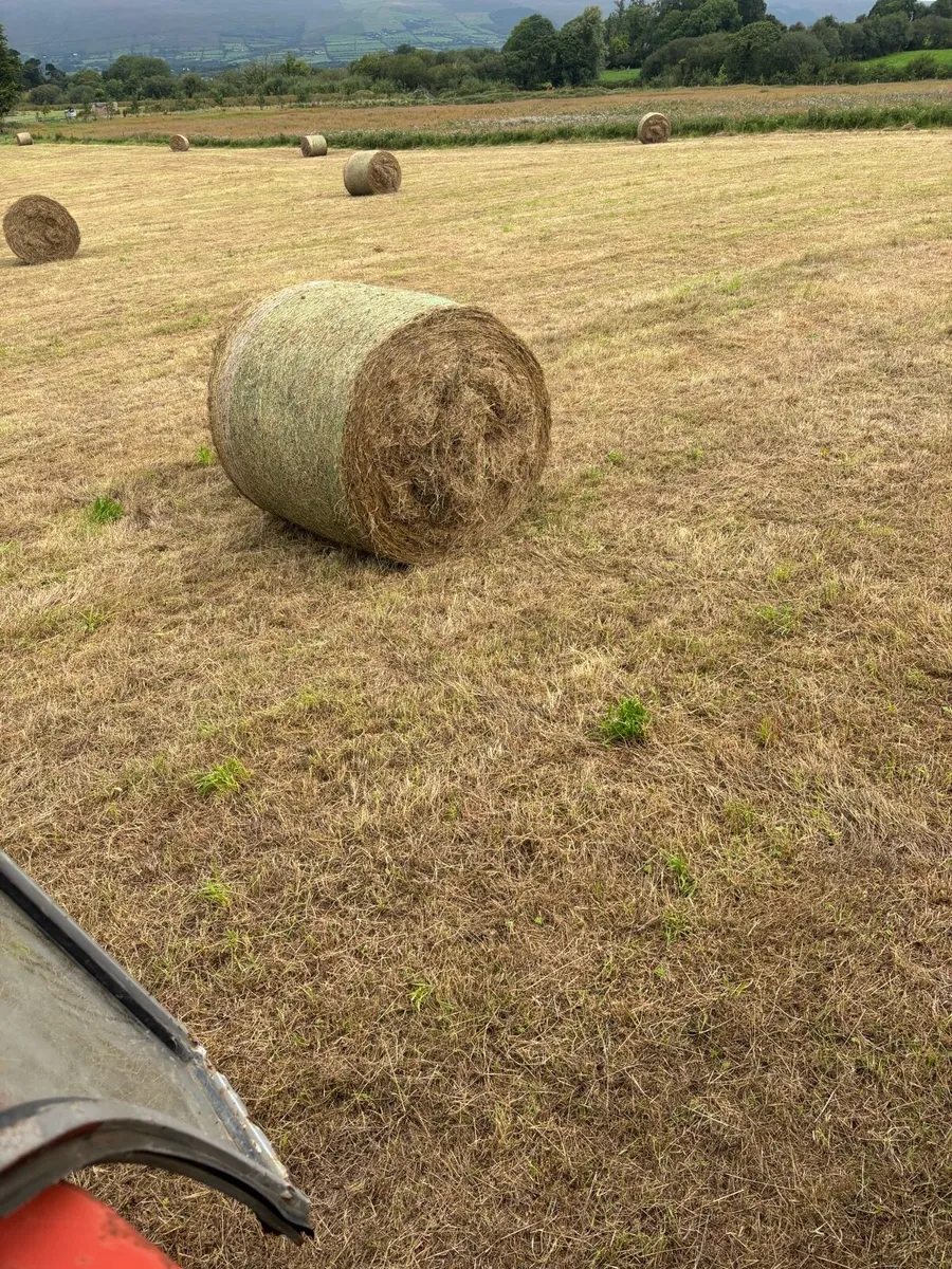 Organic hay round bales for sale. - Image 2