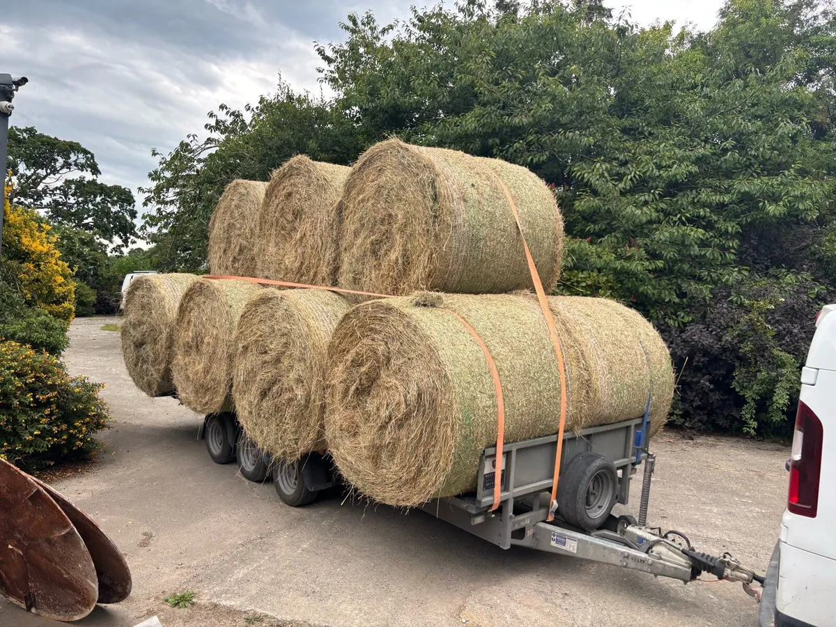 Organic hay round bales for sale. - Image 4