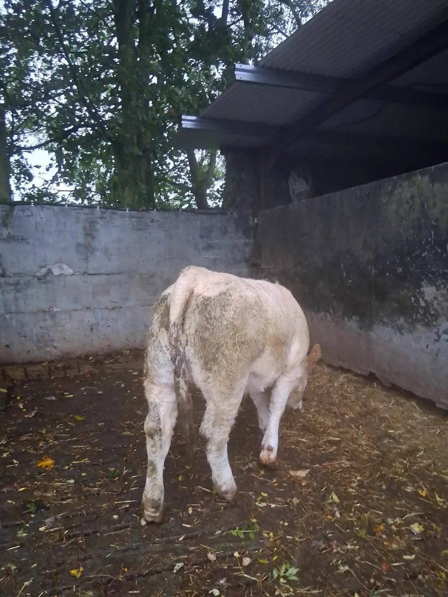 Beef - Image 1