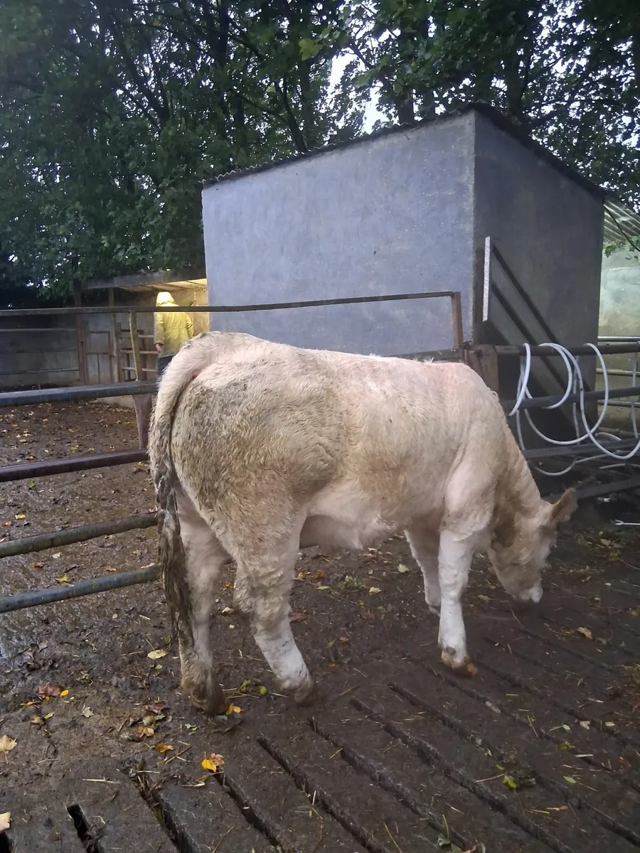 Beef - Image 2