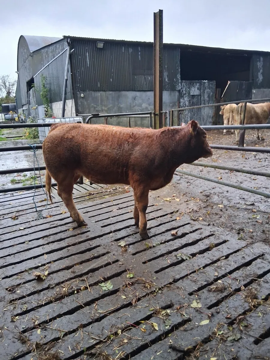 Beef - Image 3