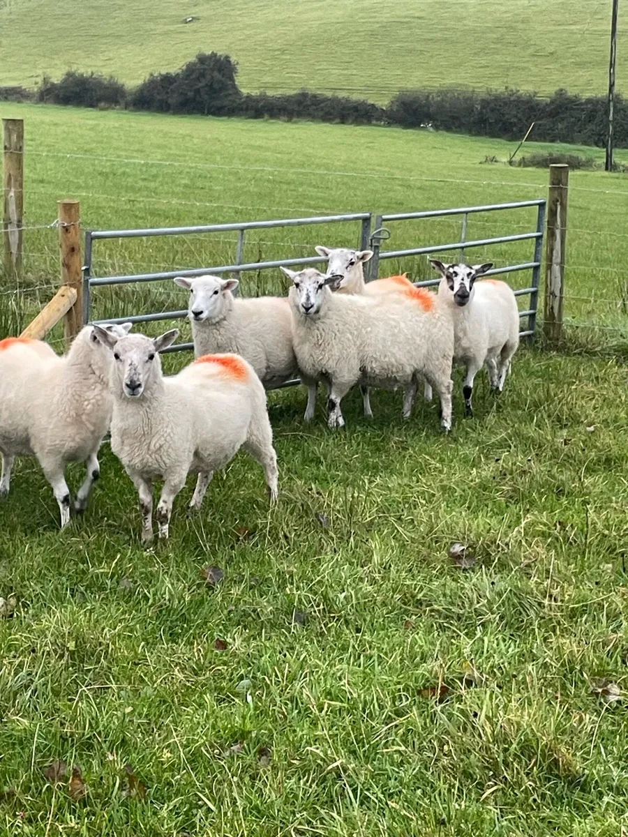 Ewe lambs - Image 1