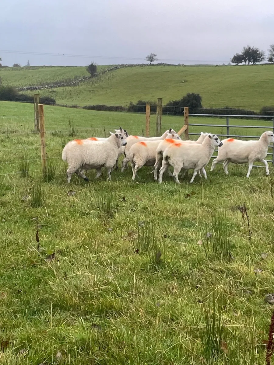 Ewe lambs - Image 2