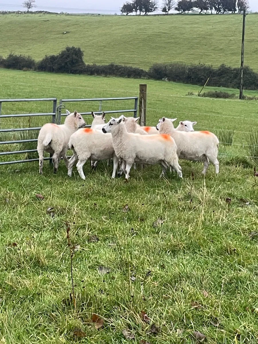 Ewe lambs - Image 3