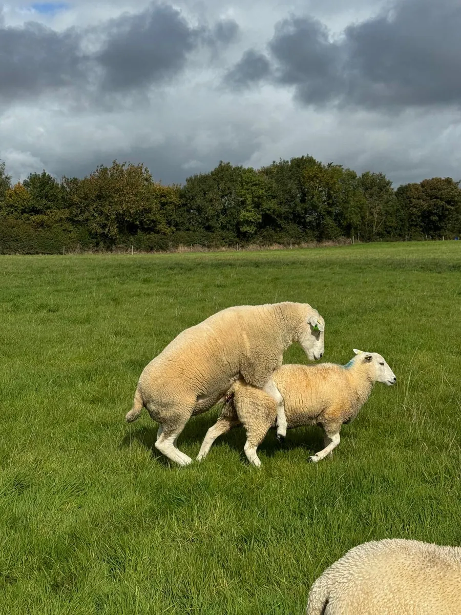 Lleyn Rams **5 stars** - Image 1
