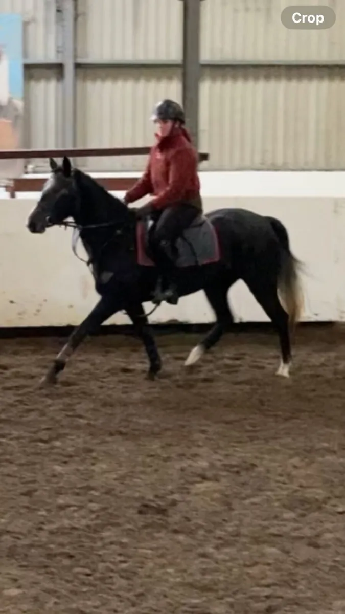 A selection of lovely, well bred ponies and horses - Image 1