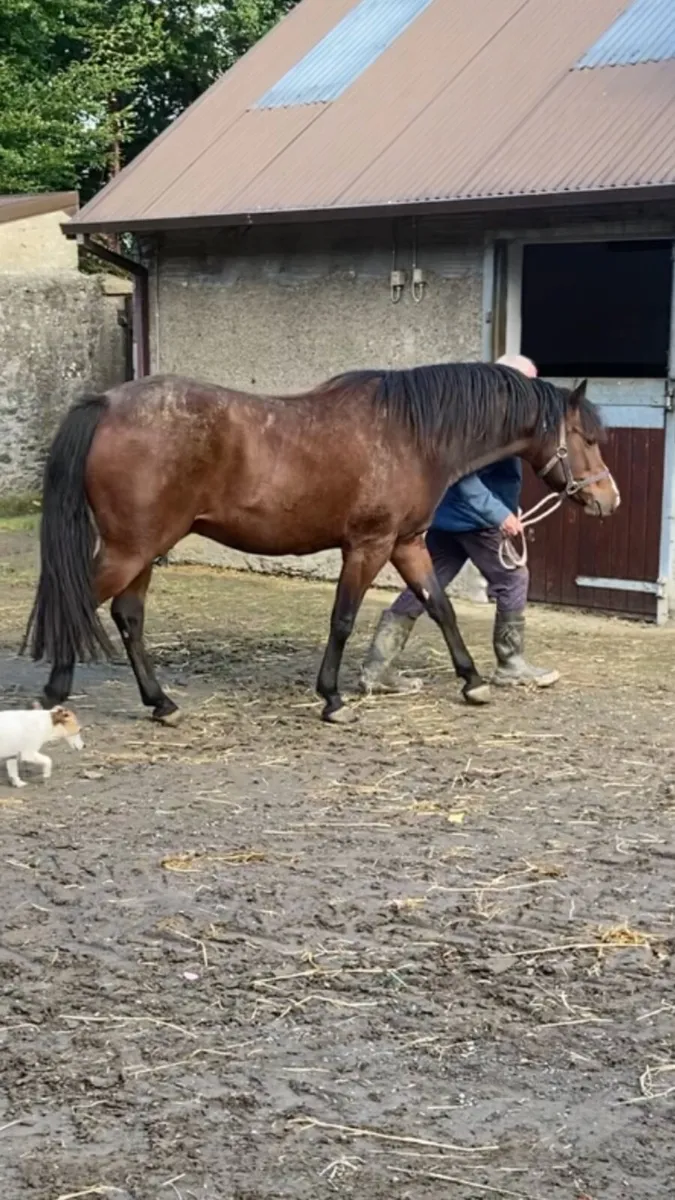 A selection of lovely, well bred ponies and horses - Image 2