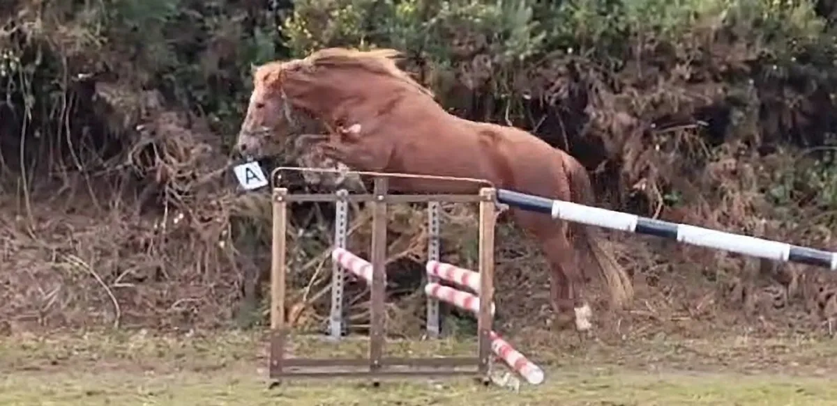 A selection of lovely, well bred ponies and horses - Image 3