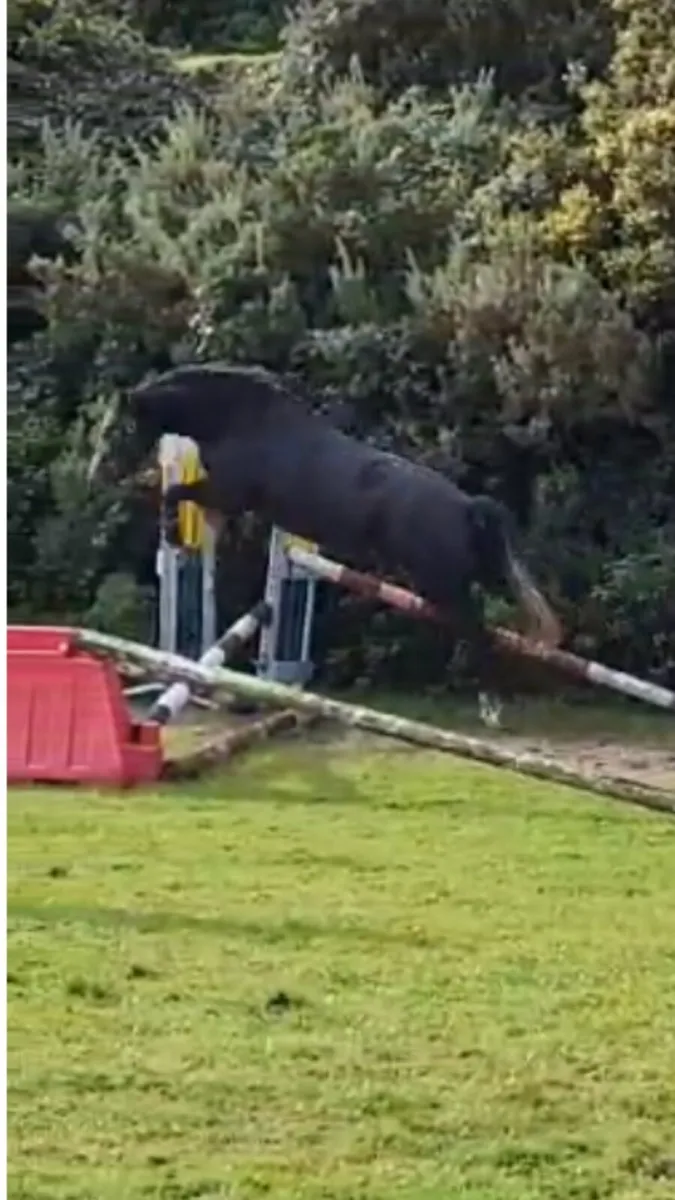 A selection of lovely, well bred ponies and horses - Image 4