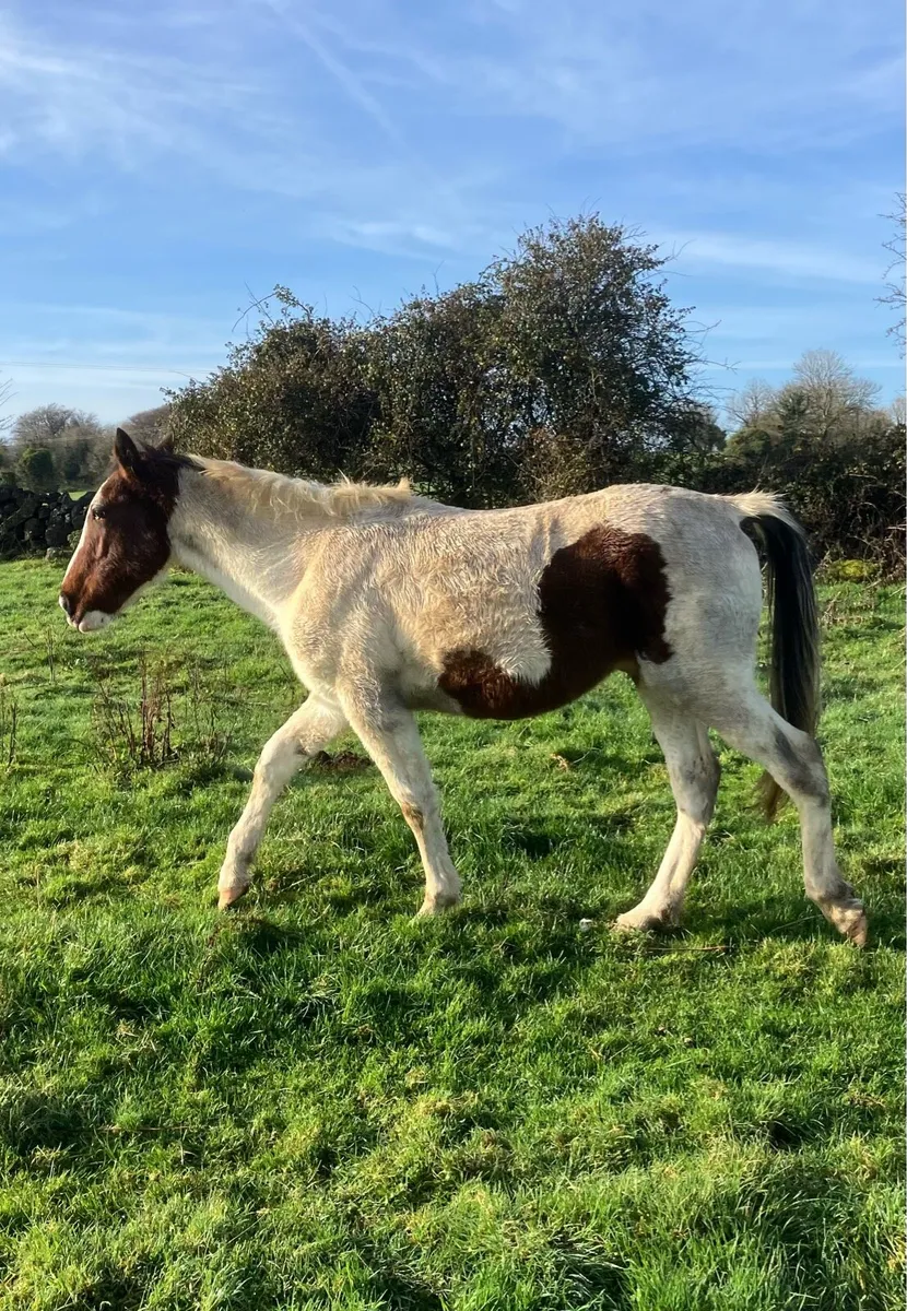 2 and half year old Filly - Image 1