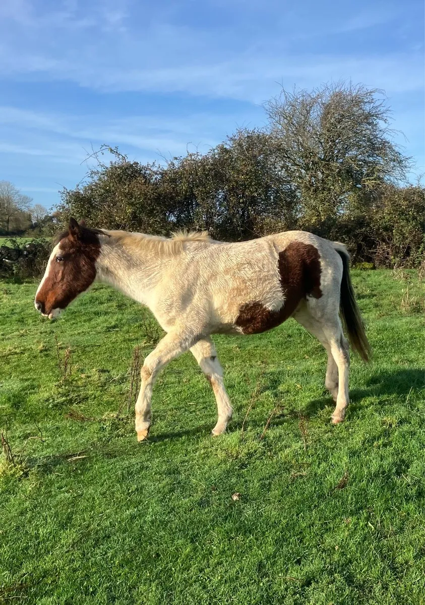 2 and half year old Filly - Image 2