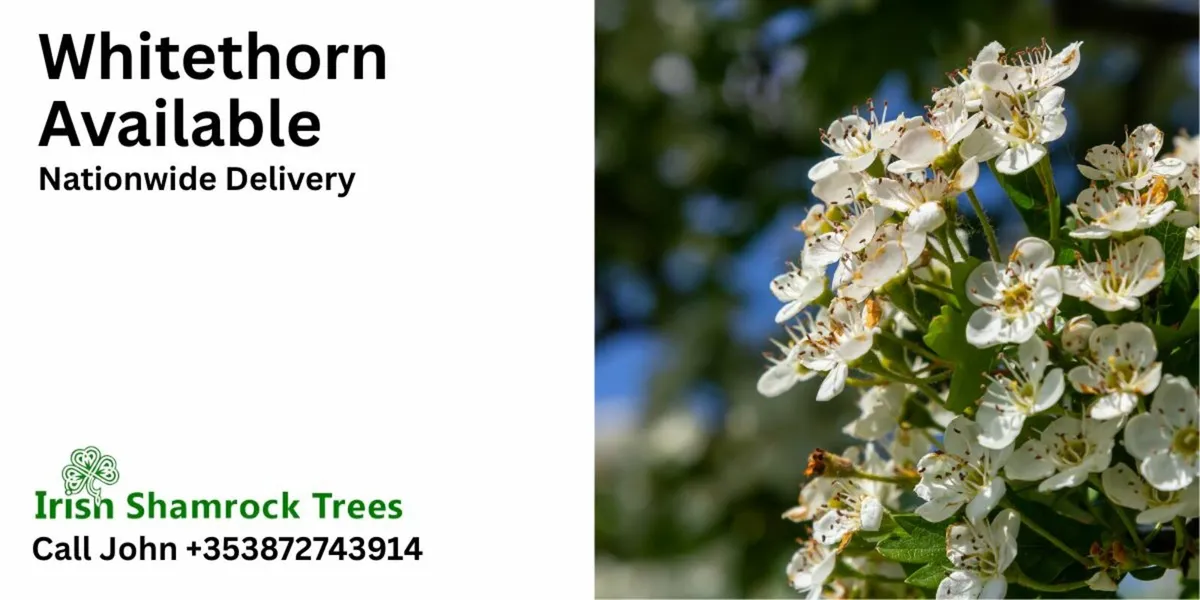 Whitethorn from 1ft-5ft Available