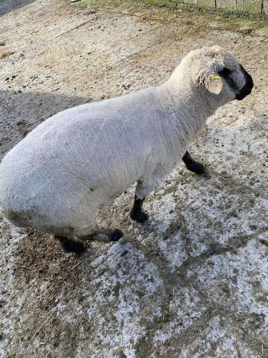 Hampshire down ram - Image 1