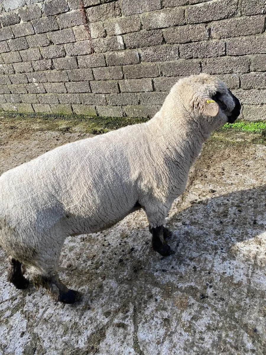 Hampshire down ram - Image 3