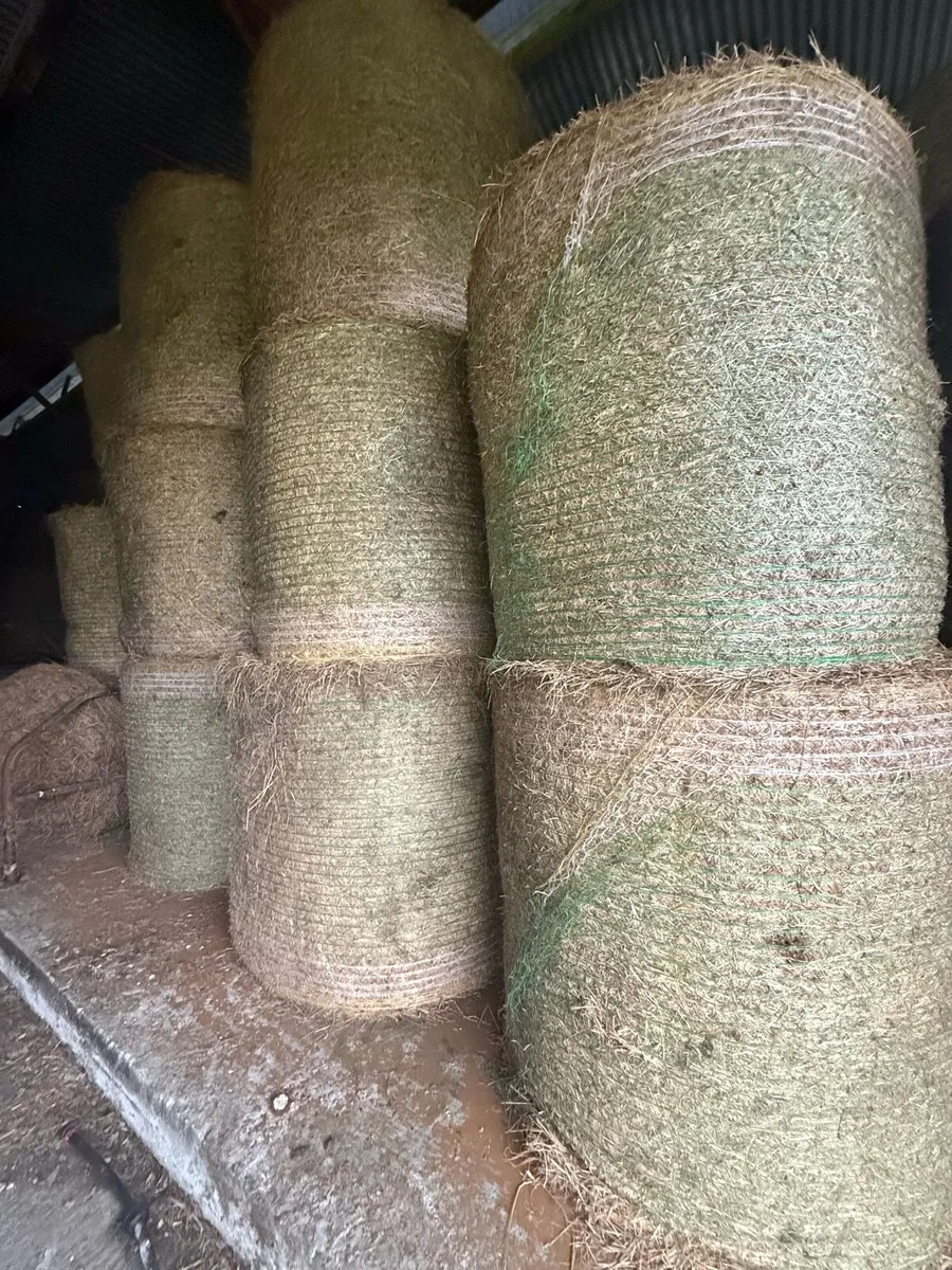 Hay square or round - Image 1