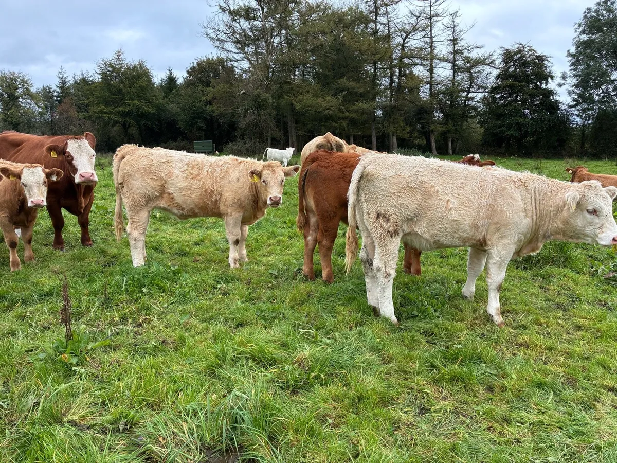 organic Weanling Heifers - Image 1