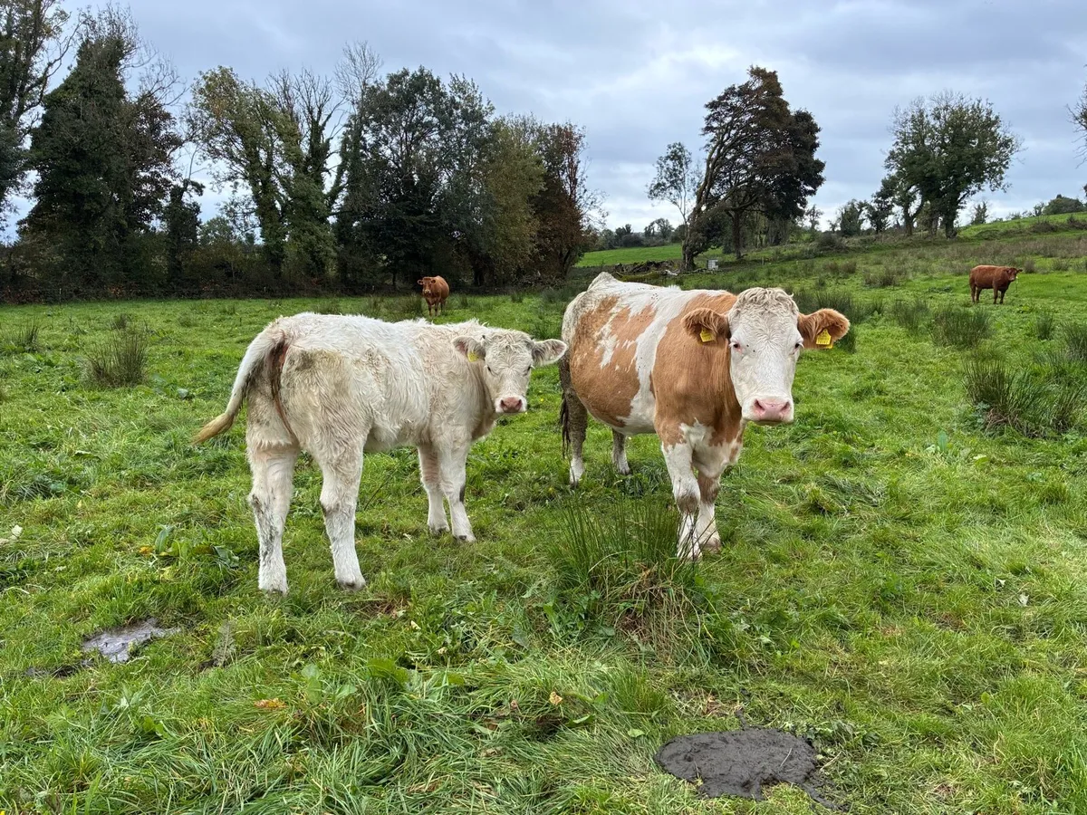 organic Weanling Heifers - Image 2
