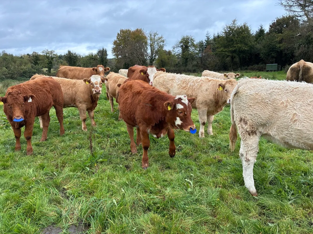 organic Weanling Heifers - Image 3