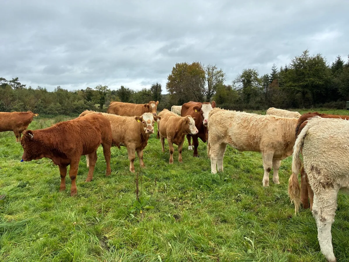 organic Weanling Heifers - Image 4
