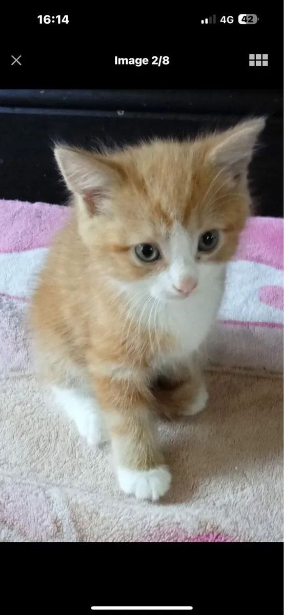 Kitten