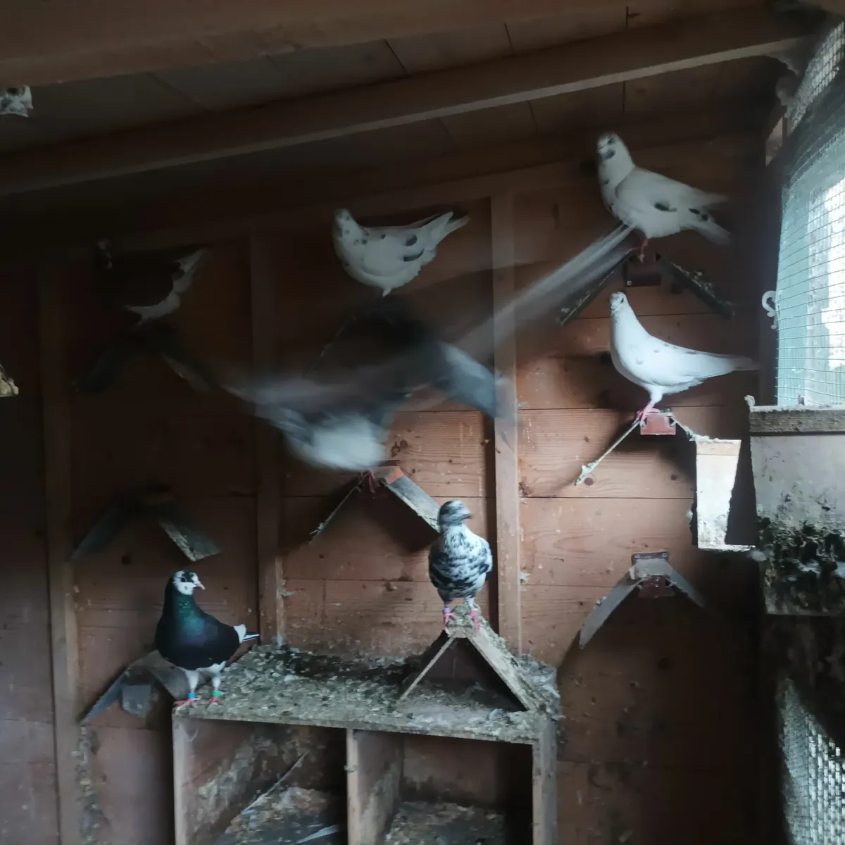 Pigeons - Image 1