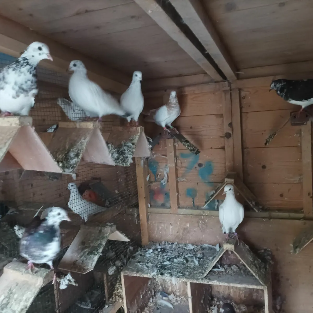 Pigeons - Image 2