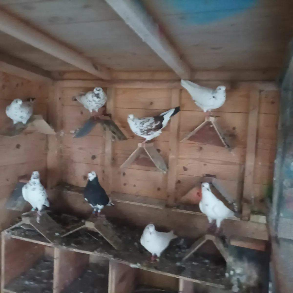 Pigeons - Image 3