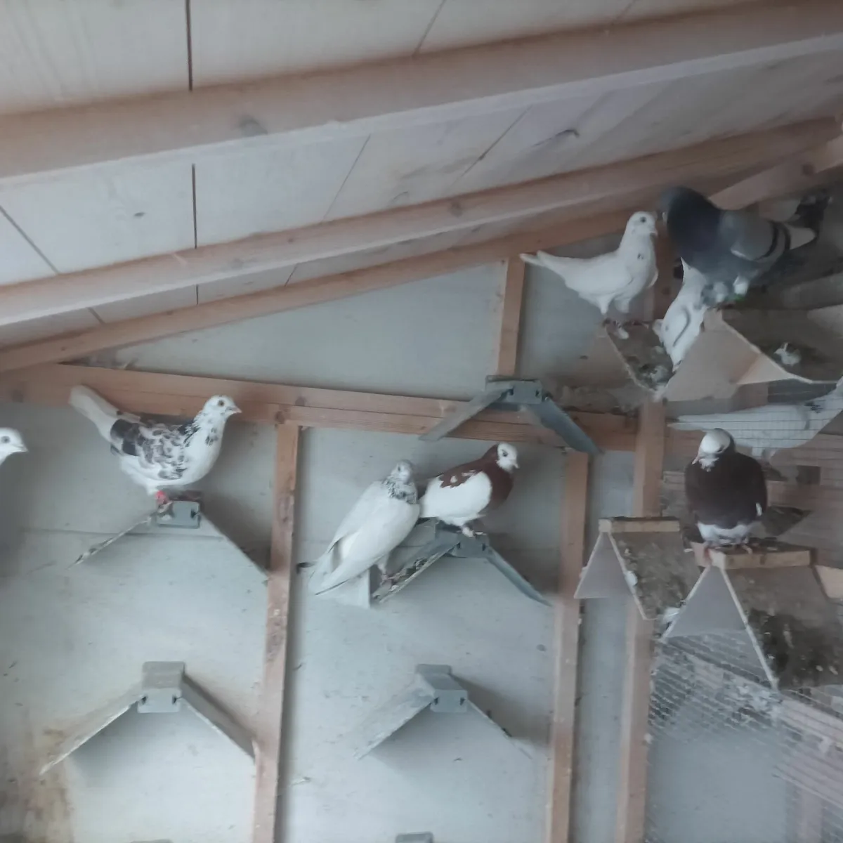 Pigeons - Image 4