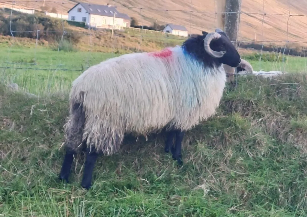 SIS MAYO BLACKFACE  RAM LAMB - Image 1