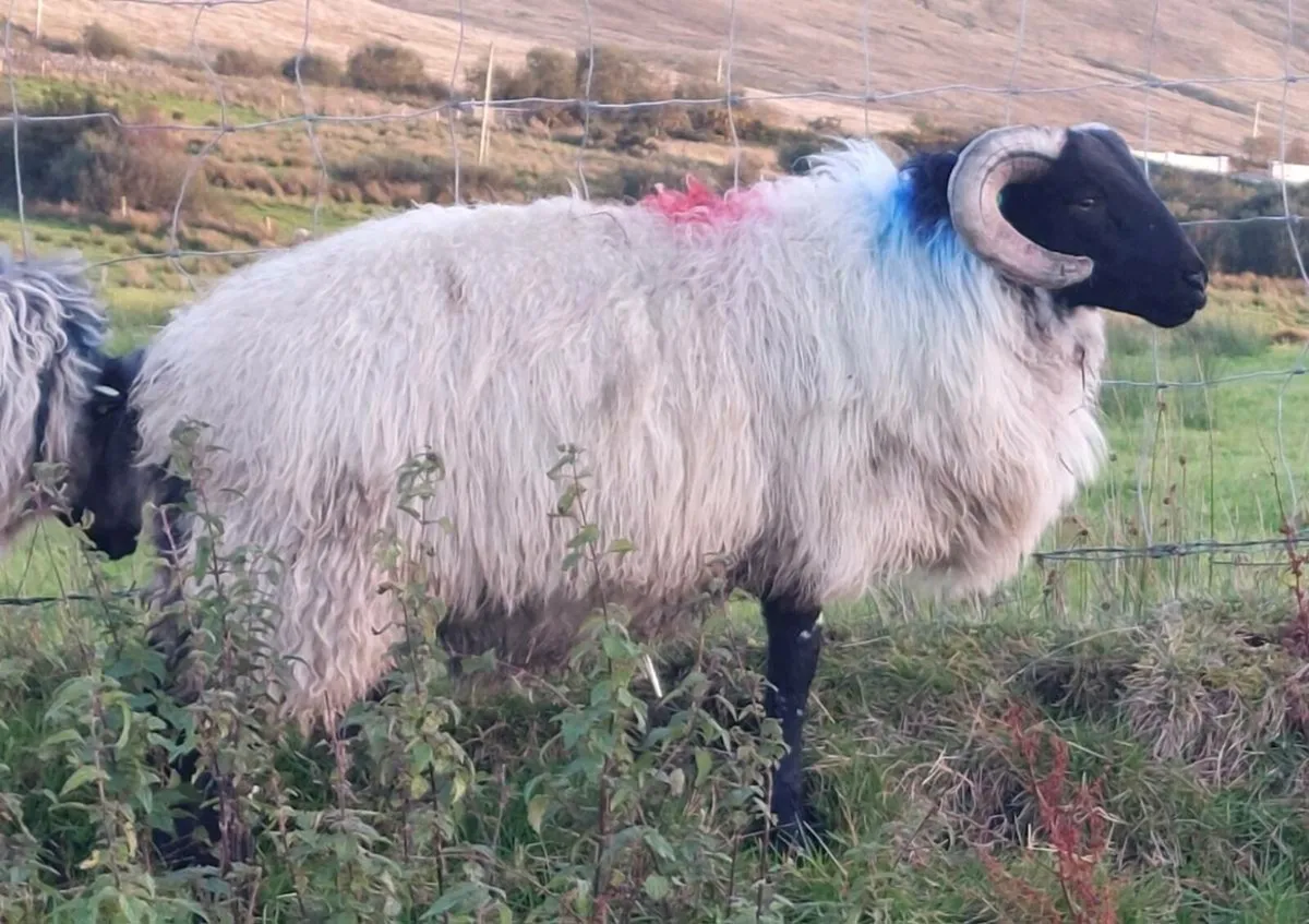 SIS MAYO BLACKFACE  RAM LAMB - Image 2